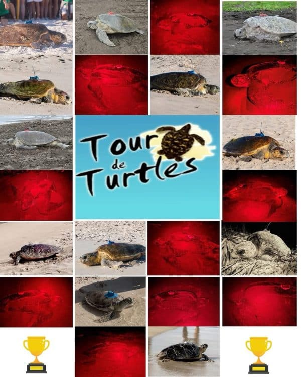 Vote for your favorite sea turtle Winnie Vote for your favorite sea turtle Winnie